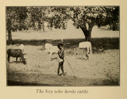 An Indian  Boy Herding Cattle