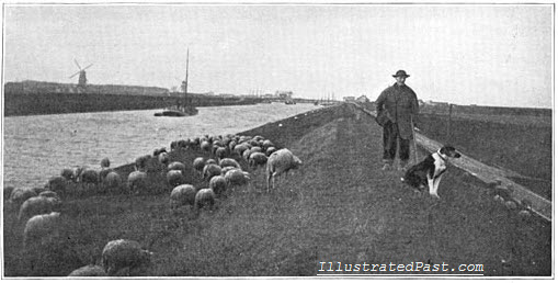 Holland - Sheep Grazing on a Canal