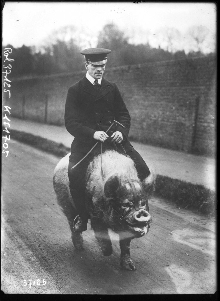 Man Riding a Pig